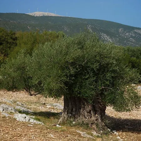 Willa Sunrise Chaliotata